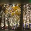 Новогоднюю иллюминацию торжественно зажгли в Париже