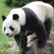 Китай начнет новый раунд международного сотрудничества по защите больших панд