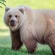 Бурого медведя-«блондина» обнаружили в США