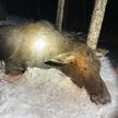 Труп лося нашли возле белорусско-литовской границы: животное прошло через колючее заграждение на литовской стороне