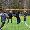 Собаку научили играть в волейбол. Питомец собирает миллионы просмотров и поражает экспертов