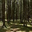 В 13 районах Беларуси действует запрет на посещение лесов