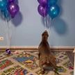 На видео попала смешная реакция пса на воздушные шары. Такого вы еще не видели, посмотрите!