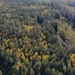 Добровольцы высадили свыше 6,5 млн деревьев по всей Беларуси