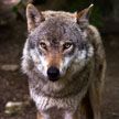 Волки в Чернобыле не умирают от рака, заявили ученые