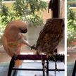 Видеофакт: попугай пытается соблазнить сову