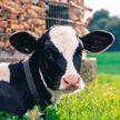 В Беларуси выводят уникальную породу коров – молоко будет без аллергенных последствий