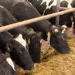 Падёж или приписки: более 1200 коров не досчитались в хозяйстве «Золак-Агро»