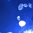 В Токио открылся новый бассейн для медуз