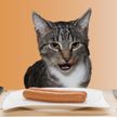 Кот хотел украсть колбасу со стола, но что-то пошло не так. Посмотрите, 100% будете смеяться! (ВИДЕО)