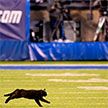 Чёрный кот остановил футбольный матч в США и стал звездой интернета