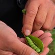 Два урожая зелёного горошка за сезон собрали в Могилёвской области