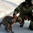 В России спасли собаку через два дня после пожара в жилом доме. Все это время она была под завалами