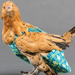 Курицы превратились в домашних питомцев в США