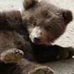 Медвежонок устал и решил присесть отдохнуть на дороге в Бурятии (ВИДЕО)