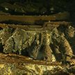 На дне Балтийского моря найден клад с сотней бутылок шампанского XIX века