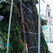 В Каунасе подожгли главную рождественскую елку