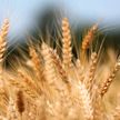 МИД России прокомментировало предложения ООН по зерновой сделке
