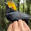 Орнитологи в Конго нашли «потерянную» 20 лет назад птицу