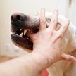 В США мужчина подхватил инфекцию от собственной собаки: ему ампутировали руки и ноги