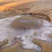 Медуз, похожих на гигантское мороженое, выбросило на пляжи Австралии