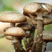 В Минске семья отравилась грибами и попала в реанимацию