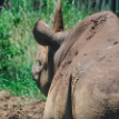 В Танзании умерла самая старая самка черного носорога