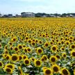 Фестиваль подсолнухов проходит в Японии: более полумиллиона желтых цветов и тысячи туристов