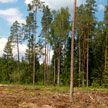 В 23 районах Беларуси введен запрет на посещение лесов