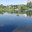 МЧС: в Минске лось забрел в водоем
