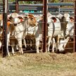 Высокопатогенный вирус был обнаружен в молоке коров в США
