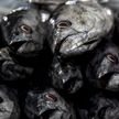 Россия хочет приостановить импорт морепродуктов из Японии