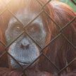 Орангутан хотел избить и затащить в клетку дразнившего его посетителя зоопарка