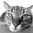«В конце психанула»: уставшая от котят кошка рассмешила Сеть до слез