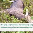 Еще один лось стал жертвой колючей проволоки на границе с Латвией