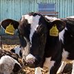 Госконтроль установил случаи хищения и сокрытия падежа крупного рогатого скота  в Минской области