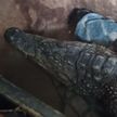 Россиянин пытался вывезти в Казахстан двухметрового крокодила