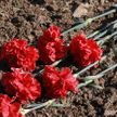 На Кургане Дружбы возложат цветы героям Великой Отечественной войны из Беларуси, России и Латвии