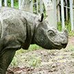 Умер последний самец суматранского носорога в Малайзии