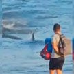 В Испании акула-молот напала на туристов