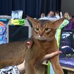 Всемирная выставка кошек в Минске собрала представителей лучших пород