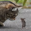 Мал, да удал: бесстрашная мышь дала отпор коту, повергнув его в шок (ВИДЕО)