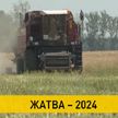 В Беларуси собрали первый миллион тонн зерна вместе с рапсом