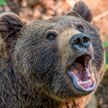 В итальянской провинции бурый медведь растерзал бегуна