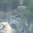 В Минском зоопарке прошла официальная передача амурского тигра