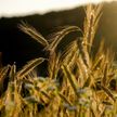 СМИ: Египет расторг договоры на покупку пшеницы из Украины