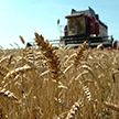 Уборочная–2022: собрано более 7,6 млн тонн зерна
