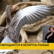 В Беларусь раньше времени возвращаются перелетные птицы