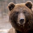 Медведи зачастили с визитами в деревни Витебской области. Что привело хищников к людям?