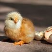 «Как цыплёнок ощипанный»: Волочкова сменила причёску